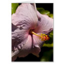 Recherche de lavendar Doux