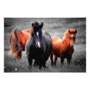 Recherche de cheval noir et blanc posters Minimaliste