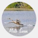 Search for mute stickers Swan
