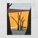 Search for namib postcards Tree