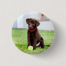 Recherche de labrador badges Chiot