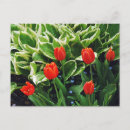 Recherche de hosta cartes postales Nature
