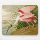Search for roseate mousepads Bird
