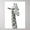 Search for giraffe drawings posters Illustration
