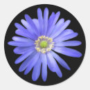 Search for blue anemone stickers Flowers