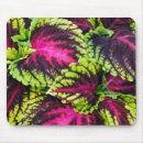 Search for coleus Pink