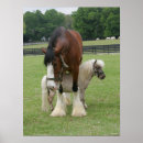 Search for clydesdale horse art Bob langrish