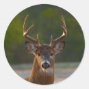 Search for whitetail deer stickers Antlers