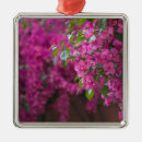 Recherche de buisson ornements Photographie
