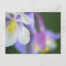 Search for light purple postcards Usa