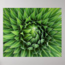 Search for rosette art Leaf