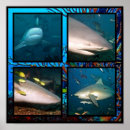 Recherche de shark posters Fish