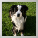 Search for australian shepherd posters Pet