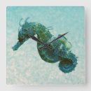 Recherche de hippocampes horloges Mer