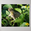 Recherche de lizard posters Dragon