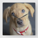 Recherche de de chiot horloges Photographie