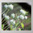 Search for capsules posters Garden