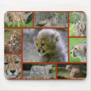 Search for keyboard cat posters Animal