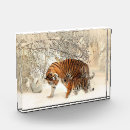 Search for tiger image Nature