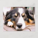 Search for border collie postcards Pets