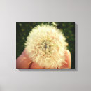 Search for dandelion canvas prints Make a wish