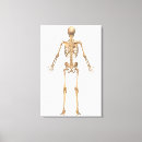 Recherche de épine dorsale art 3d