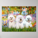 Search for bichon frise art Pets