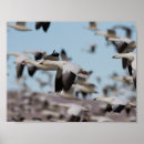 Search for bosque del apache posters Snow goose