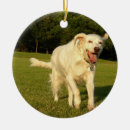 Search for english setter ornaments Pet