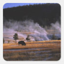 Search for geyser stickers Wildlife