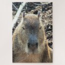 Search for capybara puzzles Wild