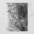Search for abstract animal postcards Kitten