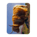 Search for highlands magnets Souvenir