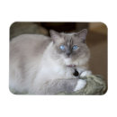 Recherche de douceurs magnets Mignon