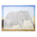 Search for african elephant Tanzania