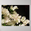 Search for bougainvillea art Nature