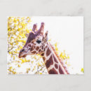 Search for giraffe postcards Spots