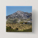 Search for olive grove Rural
