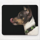 Search for rat mousepads Photography