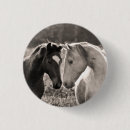 Search for black white horse buttons Photography