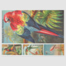 Search for macaw bird Illustration