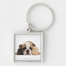 Search for english bulldog keychains Animal