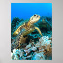 Search for sea turtle painting posters Chelonia