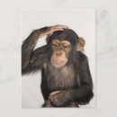 Search for scratch postcards Animal