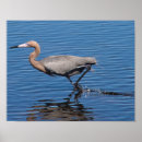 Search for reddish posters Wildlife