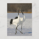 Recherche de grue japonaise cartes postales Nature