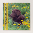 Search for chocolate lab puzzles Labrador