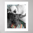 Recherche de de chat siamois posters Animaux de compagnie