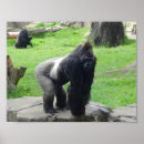 Search for lowlands posters Western lowland gorilla