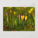 Recherche de crocus cartes postales Floral